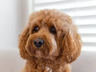 21 Cavalier King Charles Spaniel Mixes (With Pictures)