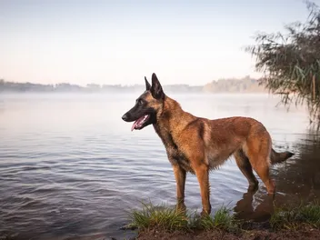 Do Belgian Malinois Like Water (And Can They Swim)? Vet-Reviewed Benefits, Facts & FAQ