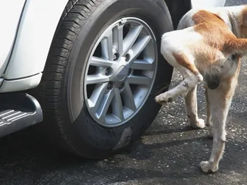 Why Do Dogs Pee on Tires? Dog Behavior Explained