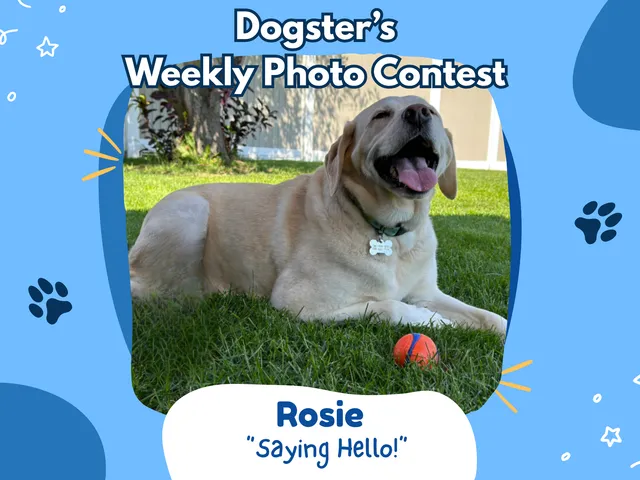 Dogster’s Weekly Photo Contest Winners: Saying ‘Hello!’ (September 28, 2026)