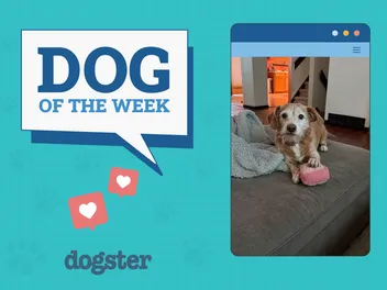 Dogster Photo Contest: Dogs of the Week Winners (July, 17 2025)