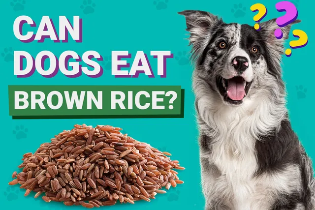 Can Dogs Eat Brown Rice? Vet-Approved Facts & FAQ