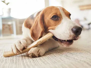 5 Benefits Dogs Get from Chewing Bones or Chews: Vet-Reviewed Facts
