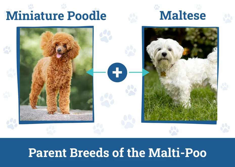 Parent Breeds of the Malti-Poo