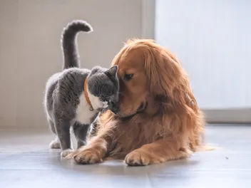 Why Do Dogs Hate Cats? Myths vs. Vet-Verified Facts