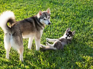 Can an Unvaccinated Puppy Be Around Vaccinated Dogs? Vet-Approved Facts