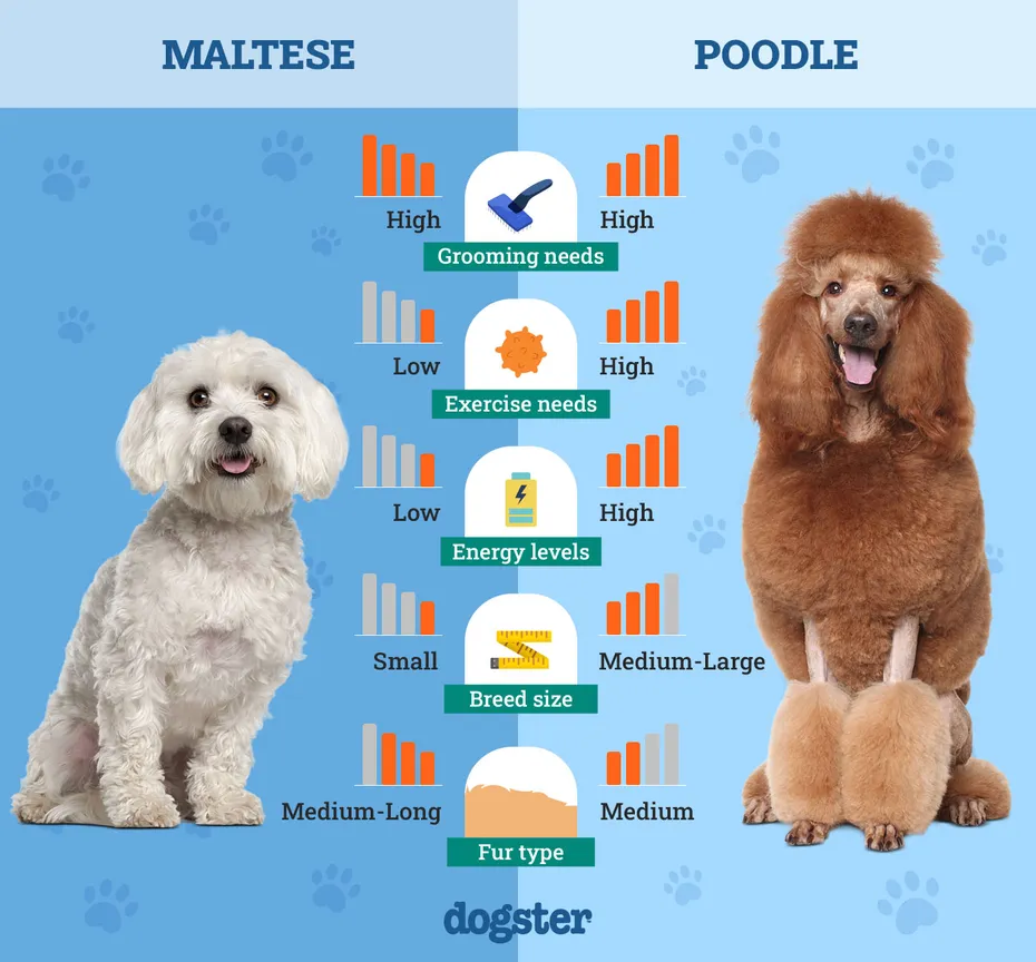 Dogster_Side by Side Comparison_ Maltese vs Poodle