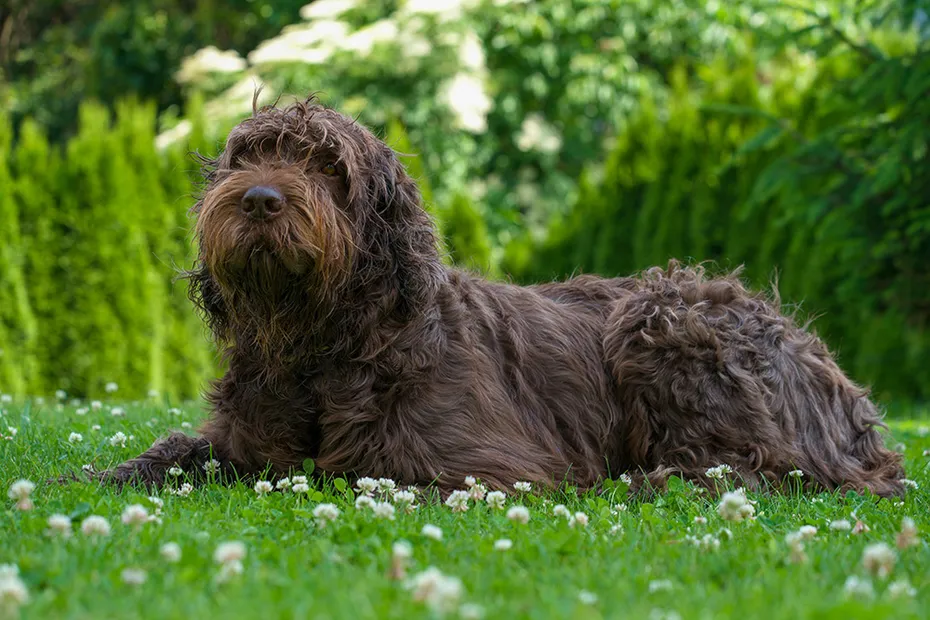 pudelpointer dog lying on the meadow