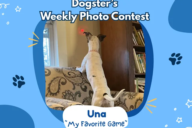 Dogster’s Weekly Photo Contest Winners: My Favorite Game (April 23, 2026)