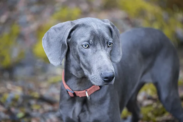 Blue Weimaraner: Facts, Origin & History (With Pictures)