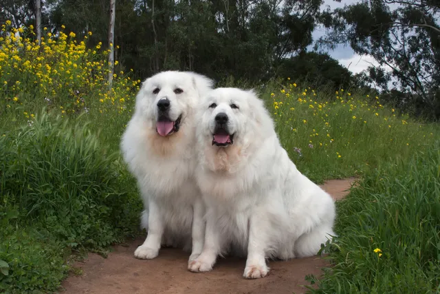 How to Train a Great Pyrenees: 10 Vet-Approved Tips & Tricks
