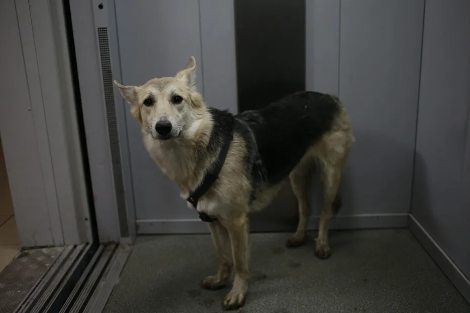 mixed breed shepherd dog looking confused inside the elevator