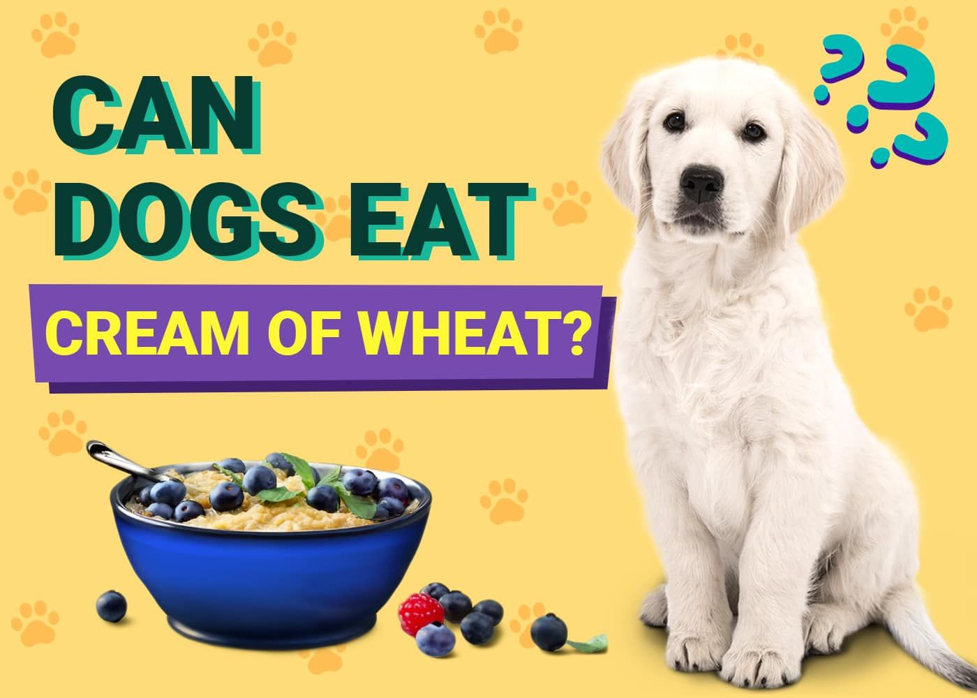 Can Dogs Eat Cream of Wheat