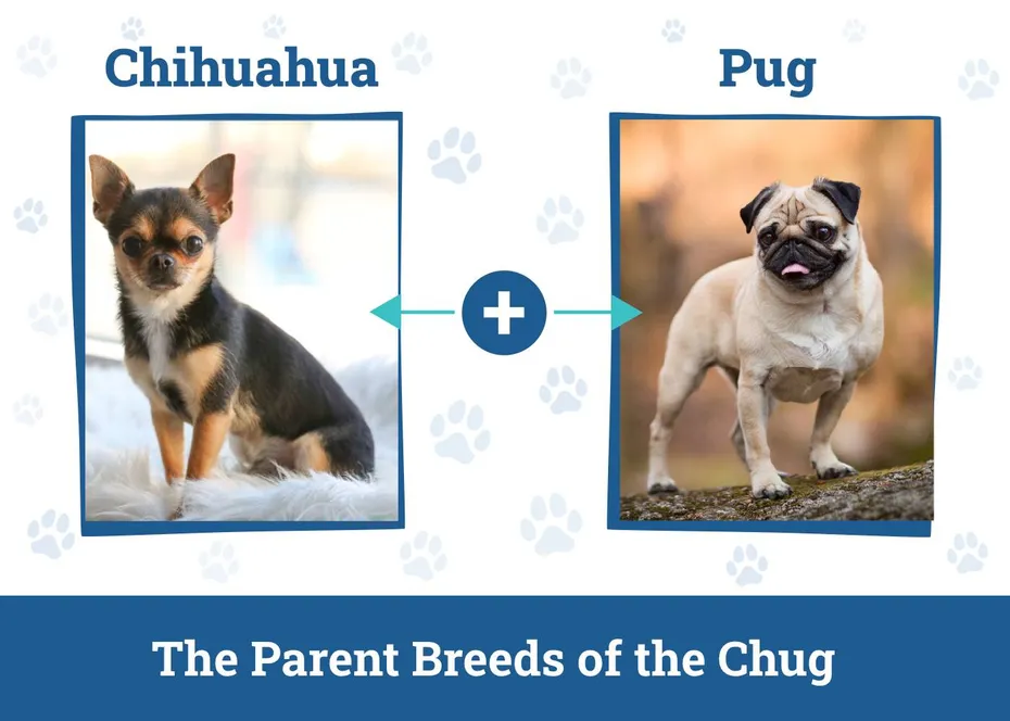 Parent Breeds of the Chug