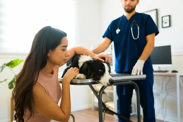 How to Make a Dog Throw Up: Our Vet Explains Important Safety Tips
