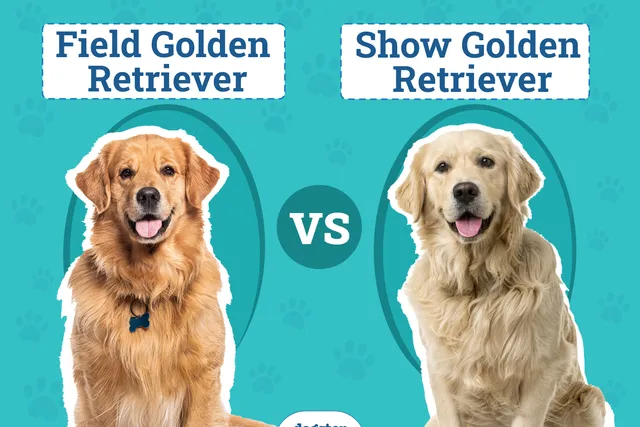 Field Golden Retriever vs Show Golden Retriever: Main Differences (With Pictures)
