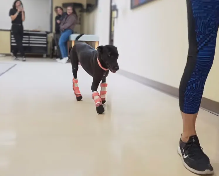 Zahara's new legs