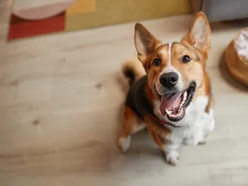 How Do Dogs Say “Thank You”? 5 Gratitude Behaviors (Vet-Reviewed)