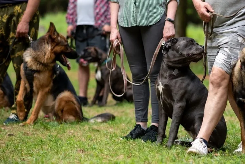 German Shepherd at group dog training