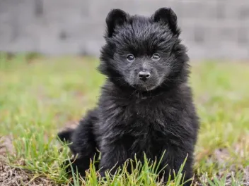 When Does a Pomeranian Go Into Heat? Vet-Approved Facts & FAQ