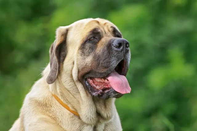 How to Groom a Mastiff: 10 Expert Tips