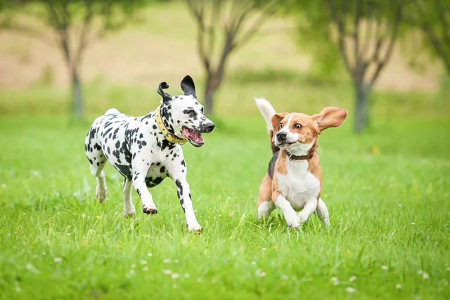 25 Most Affordable Dog Breeds (With Info & Pictures)
