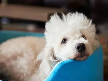 Is Pancreatitis Contagious Between Dogs? Vet-Verified Causes, Signs & Care