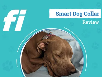Fi Smart GPS Dog Collar Review 2026: An Expert's Breakdown