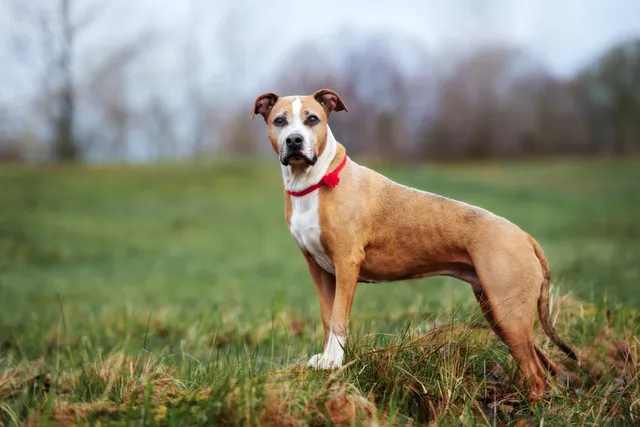 Is a Pitbull a Breed or Are They Technically Mutts? Vet-Verified Facts & FAQ