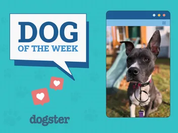 Dogster Photo Contest: Dogs of the Week Winners (Mar 13, 2025)