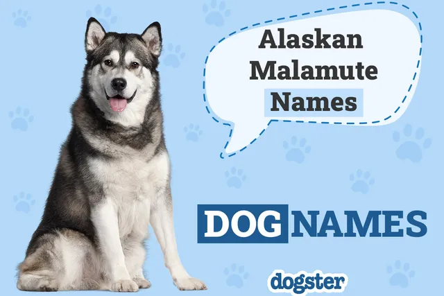 200 Alaskan Malamute Names for Your Perfect Pup
