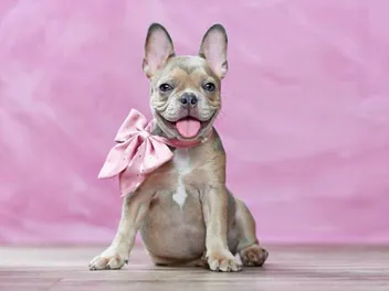 How Long Is a French Bulldog Pregnant? Pregnancy Stages & Tips