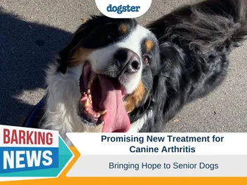 Promising New Treatment for Canine Arthritis Brings Hope for Senior Dogs