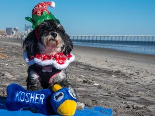 9 Best Hanukkah Dog Toys in 2026 – Reviews & Top Picks