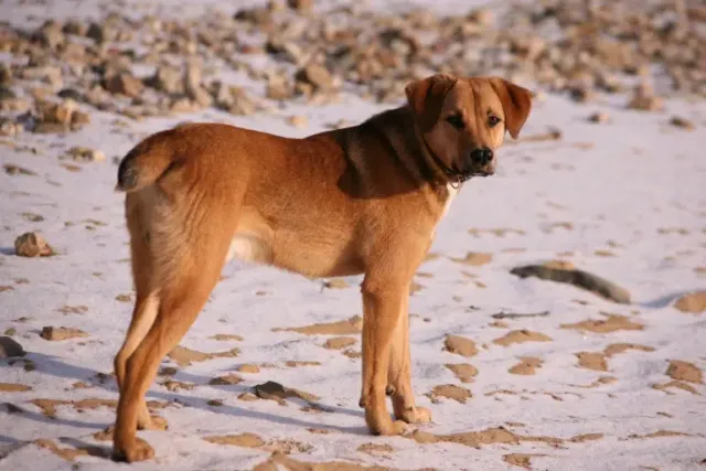 Beagle Bloodhound Mixed Dog Breed: Info, Pictures, Care & More