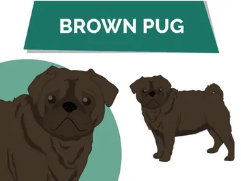 Brown Chocolate Pug: Info, Pictures, Facts & History