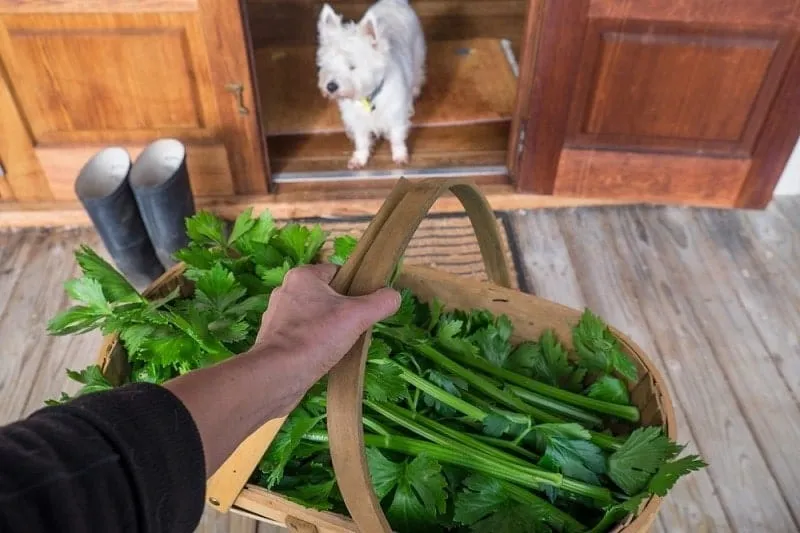 Gardener holding harvest basket of celery