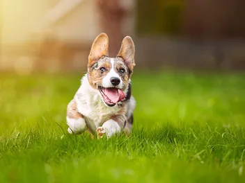 When Will My Corgi Calm Down? Vet-Verified Guide & Explanation