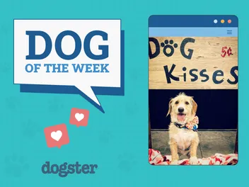 Dogster Photo Contest: Dogs of the Week Winners (November 28, 2024)