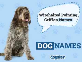 200+ Popular & Unique Wirehaired Pointing Griffon Names