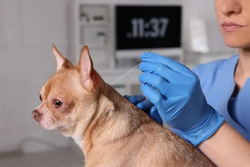 Vet holding acupuncture needle near dogs neck in clinic