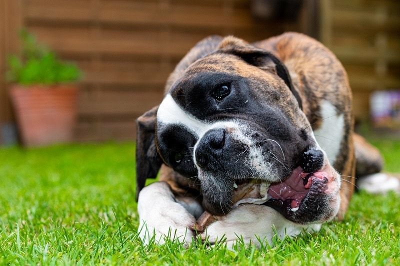 Boxer with a bone