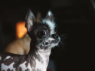 Ugliest Dog Day 2026: When It Is & How to Celebrate