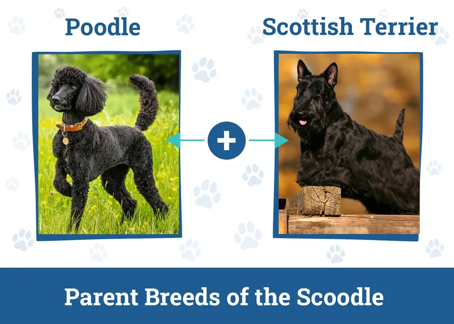 Parent Breeds of the Scoodle