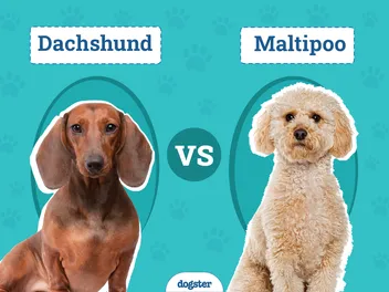 Dachshund vs. Maltipoo: The Differences (With Pictures)