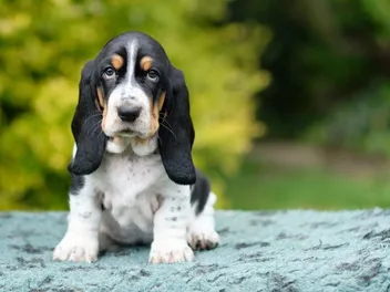 Will a Basset Hound Be Good With My Kids? Facts & FAQ