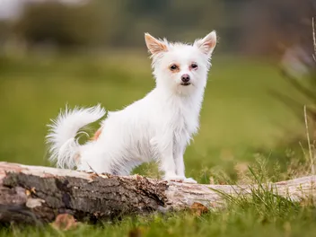 12 Chihuahua Terrier Mixes: Info, Pictures, Traits & More