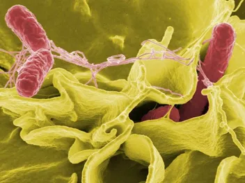 Can Dogs Get Salmonella? Vet-Reviewed Facts & Treatment Options