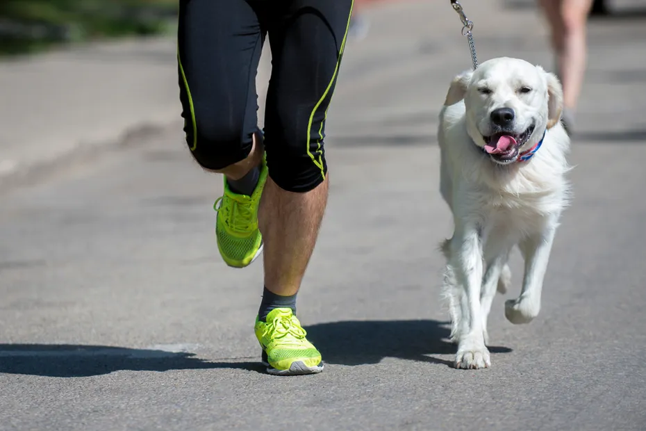 owner and dog at a marathon
