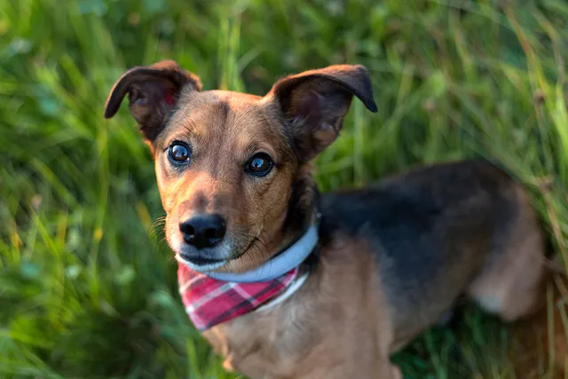 13 Popular Dachshund Mixes (With Pictures)
